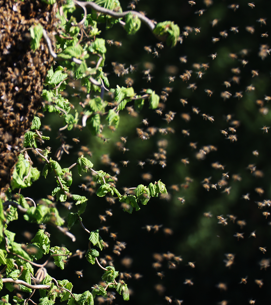 Bienen, Bienenschwarm, schwärmen, Bienenkönigin, Späherinnen, Bienentraube, Bienenschwarm im Garten, Bienenbart, benbino