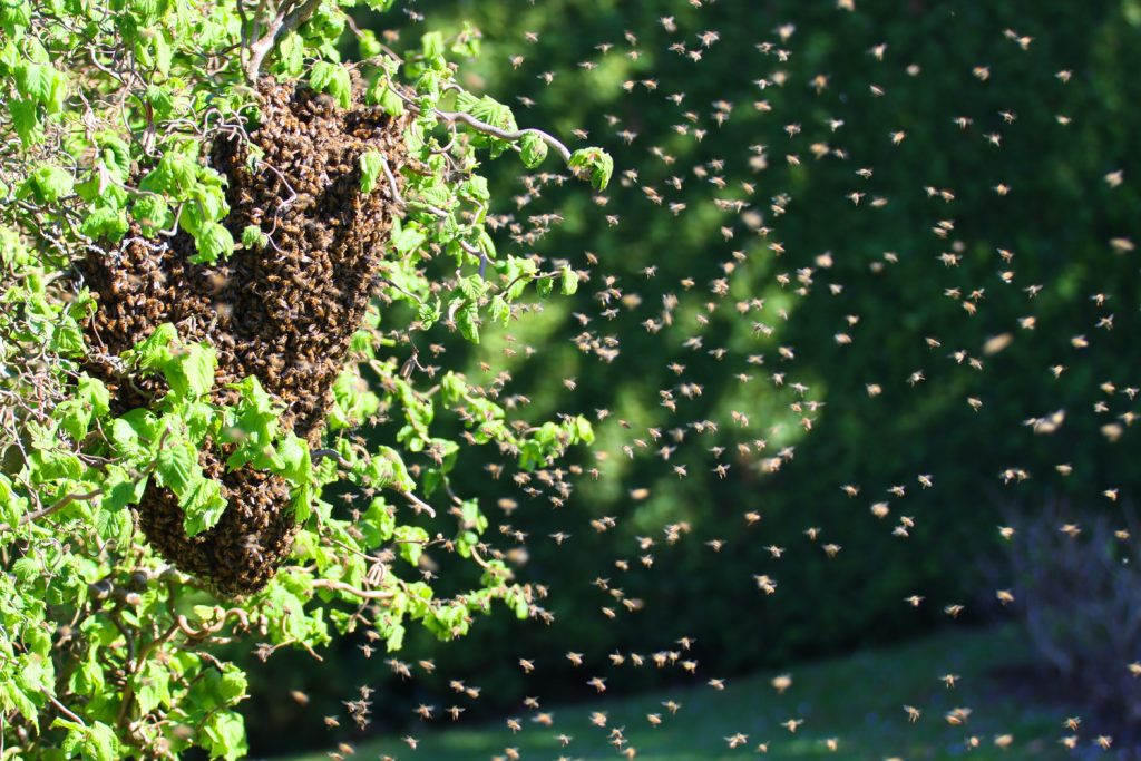 Bienen, Bienenschwarm, schwärmen, Bienenkönigin, Späherinnen, Bienentraube, Bienenschwarm im Garten, Bienenbart, benbino