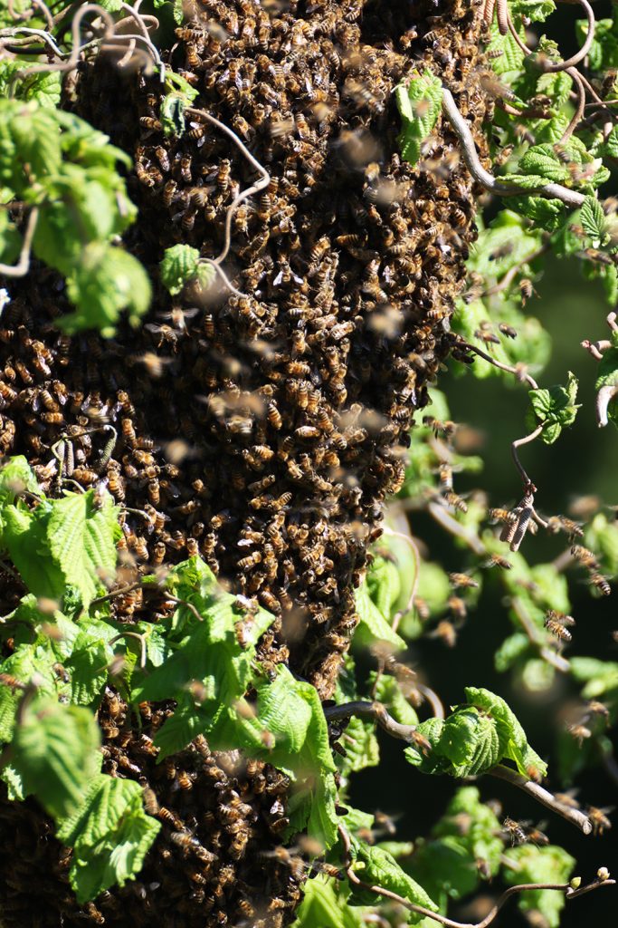 Bienen, Bienenschwarm, schwärmen, Bienenkönigin, Späherinnen, Bienentraube, Bienenschwarm im Garten, Bienenbart, benbino