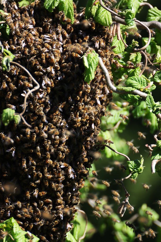 Bienen, Bienenschwarm, schwärmen, Bienenkönigin, Späherinnen, Bienentraube, Bienenschwarm im Garten, Bienenbart, benbino