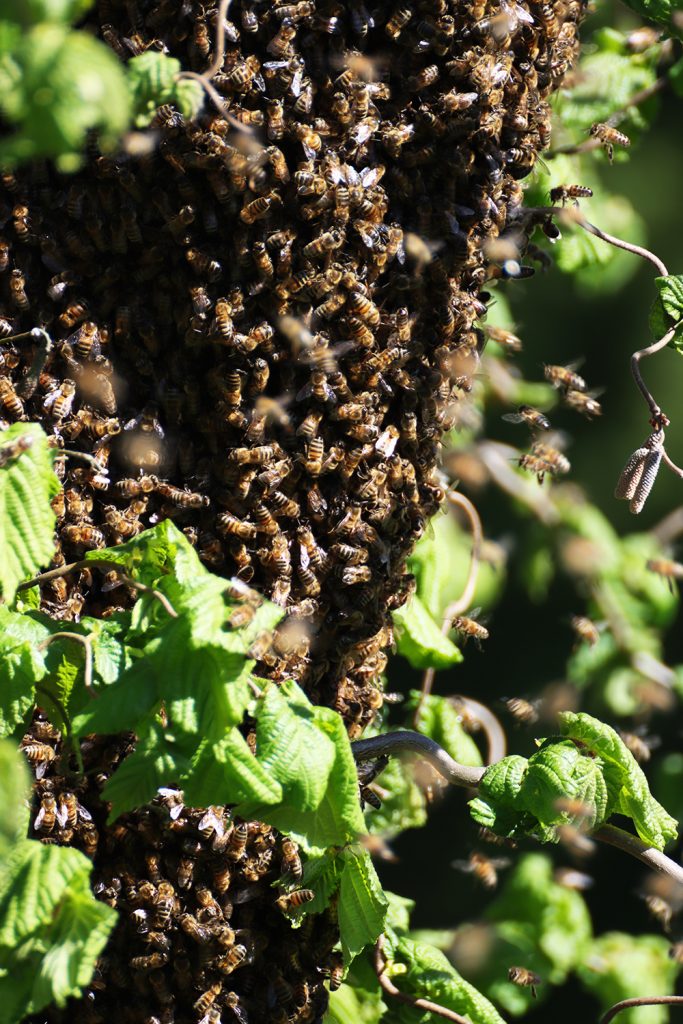 Bienen, Bienenschwarm, schwärmen, Bienenkönigin, Späherinnen, Bienentraube, Bienenschwarm im Garten, Bienenbart, benbino