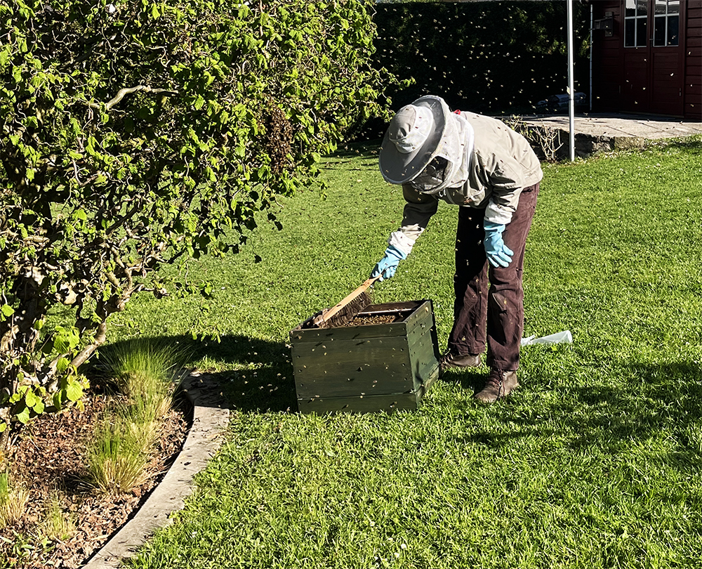 Bienen, Bienenschwarm, schwärmen, Bienenkönigin, Späherinnen, Bienentraube, Bienenschwarm im Garten, Bienenbart, Imker, Imkerin, benbino