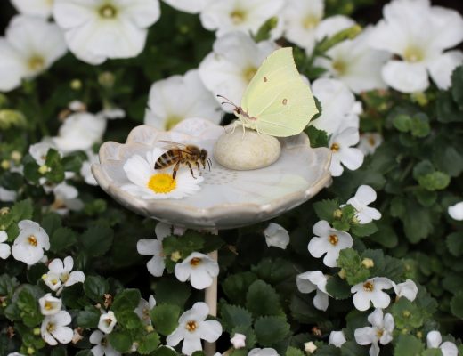 benbino, Insektentränke, Wassertränke, Garten, Insekten, Bienentränke, Schmetterlingstränke, Bienen, Schmetterlinge, Insekten, Wasser, DIY, selber bauen, Insektentränke selber bauen, Anleitung, kostenlose Anleitung, freebie