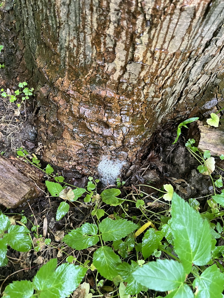 Saponine, Schaum, Wald, Baum, Eiche, Waschtag im Wald, Naturphänomen, natürlich, Wald, Hönne, Menden Sauerland, benbino