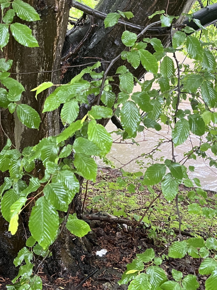 Saponine, Schaum, Wald, Baum, Eiche, Waschtag im Wald, Naturphänomen, natürlich, Wald, Hönne, Menden Sauerland, benbino