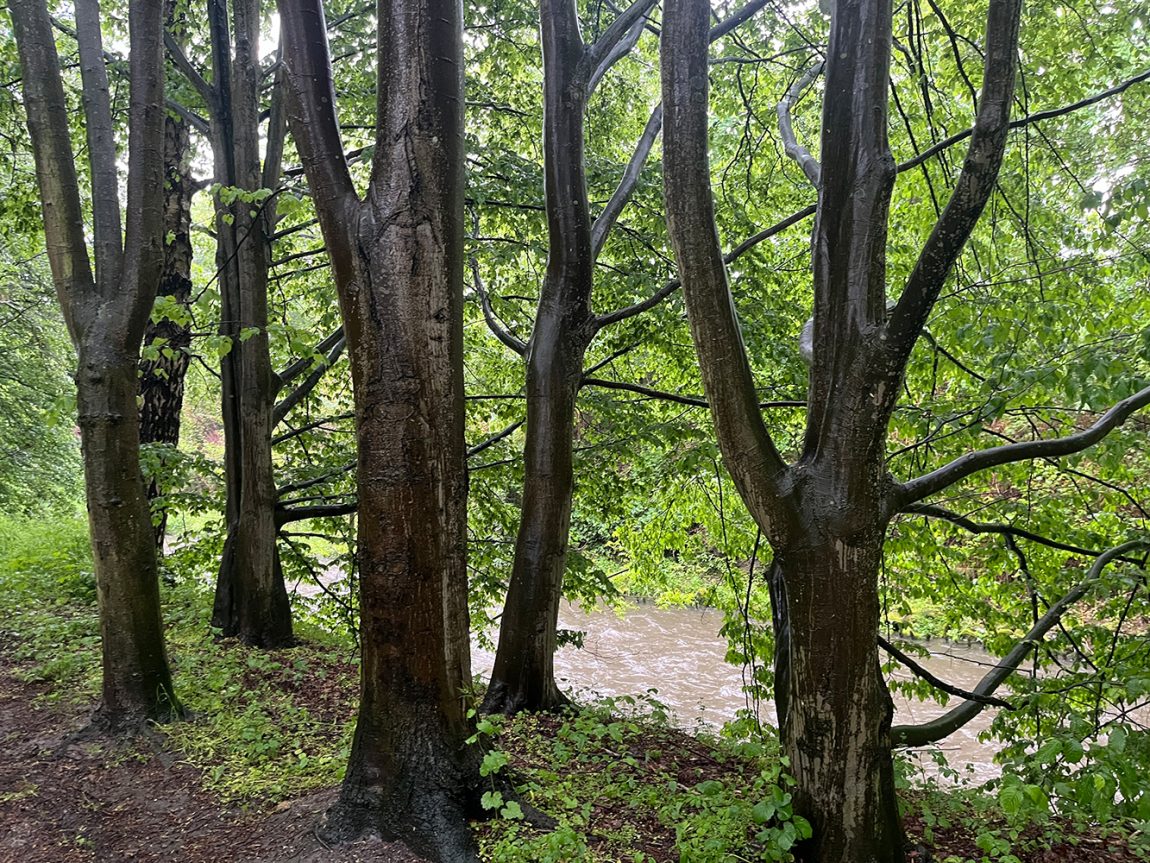 Saponine, Schaum, Wald, Baum, Eiche, Waschtag im Wald, Naturphänomen, natürlich, Wald, Hönne, Menden Sauerland, benbino