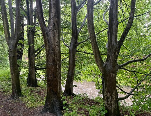 Saponine, Schaum, Wald, Baum, Eiche, Waschtag im Wald, Naturphänomen, natürlich, Wald, Hönne, Menden Sauerland, benbino