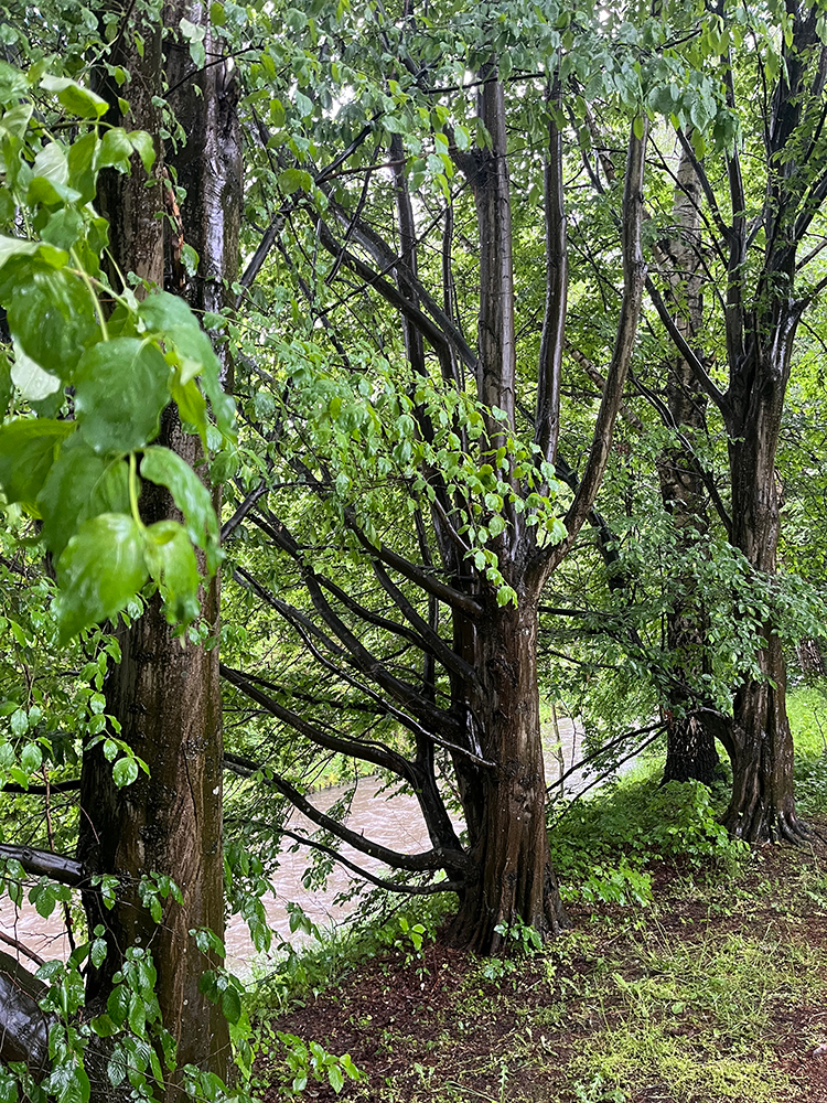 Saponine, Schaum, Wald, Baum, Eiche, Waschtag im Wald, Naturphänomen, natürlich, Wald, Hönne, Menden Sauerland, benbino
