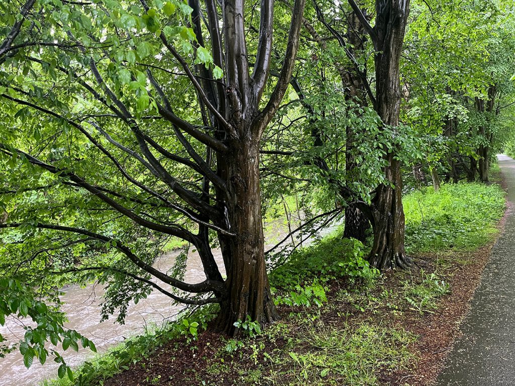 Saponine, Schaum, Wald, Baum, Eiche, Waschtag im Wald, Naturphänomen, natürlich, Wald, Hönne, Menden Sauerland, benbino
