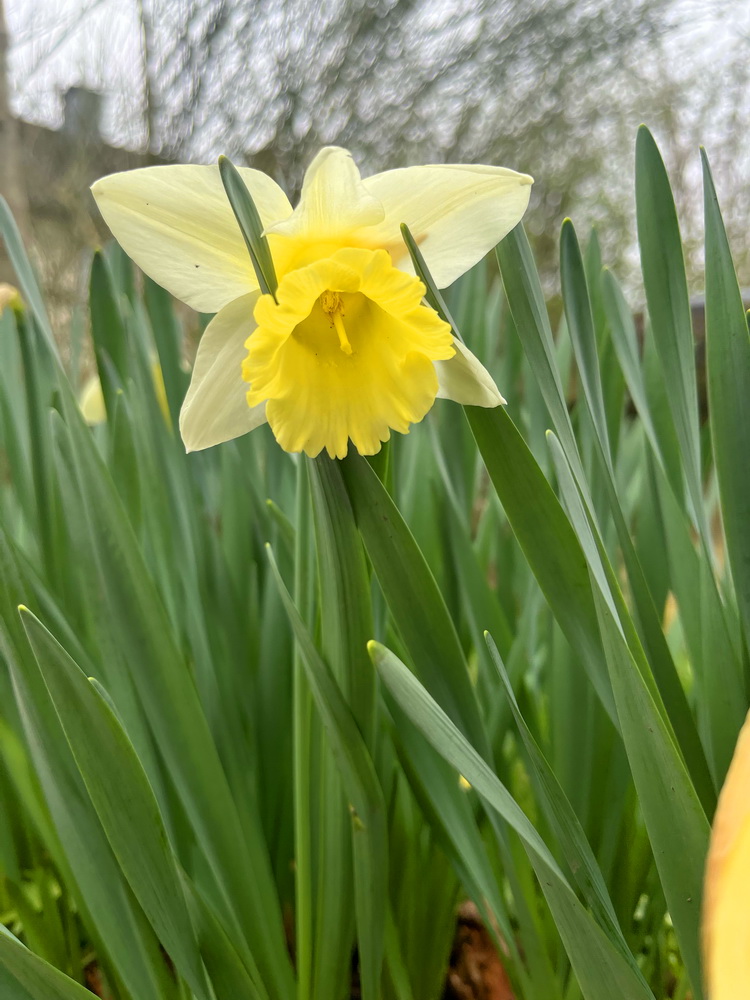 benbino, Gartenrückblick, Garten, Monatsrückblick, Reh, März, März 2026, Hallo März, Tschüss März