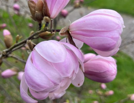 benbino, Gartenrückblick, Garten, Monatsrückblick, Reh, März, März 2026, Hallo März, Tschüss März