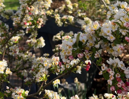 benbino, Gartenrückblick, Garten, Monatsrückblick, Reh, April, April 2026, Hallo April, Tschüss April