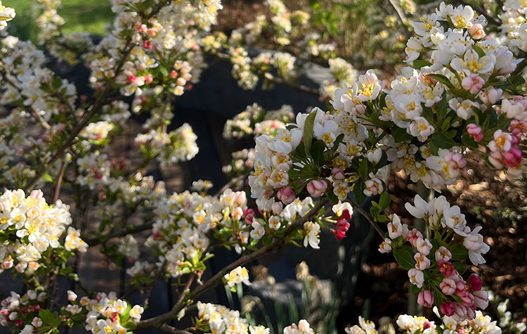 benbino, Gartenrückblick, Garten, Monatsrückblick, Reh, April, April 2026, Hallo April, Tschüss April