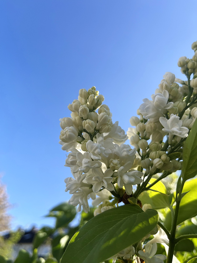 benbino, Gartenrückblick, Garten, Monatsrückblick, Reh, April, April 2026, Hallo April, Tschüss April
