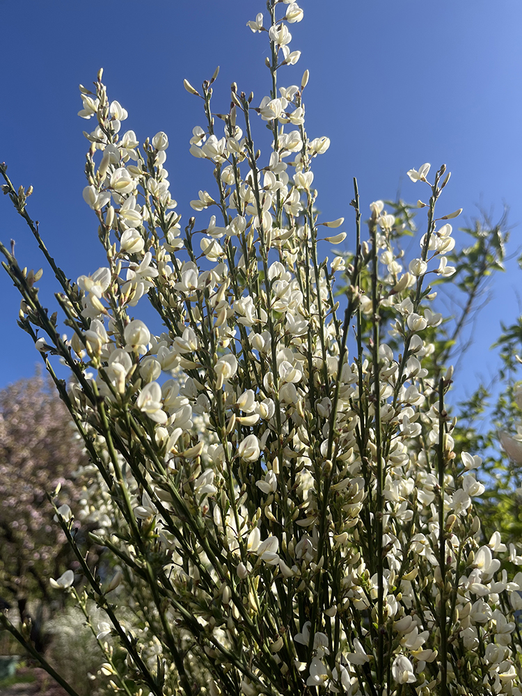 benbino, Gartenrückblick, Garten, Monatsrückblick, Reh, April, April 2026, Hallo April, Tschüss April