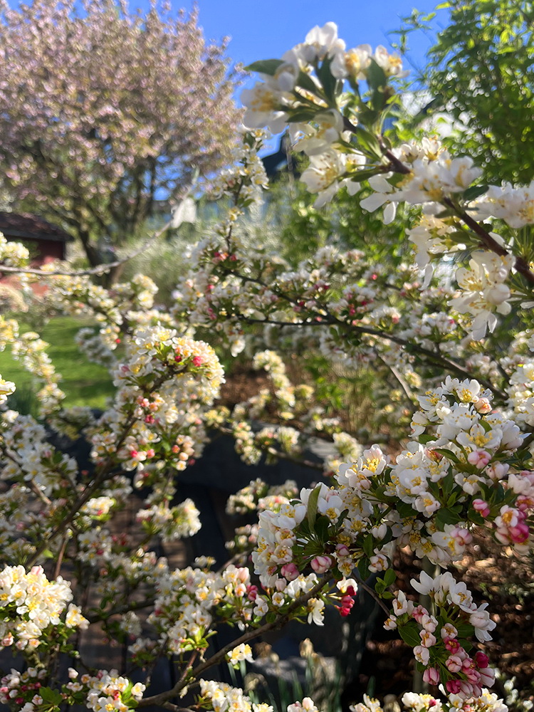 benbino, Gartenrückblick, Garten, Monatsrückblick, Reh, April, April 2026, Hallo April, Tschüss April