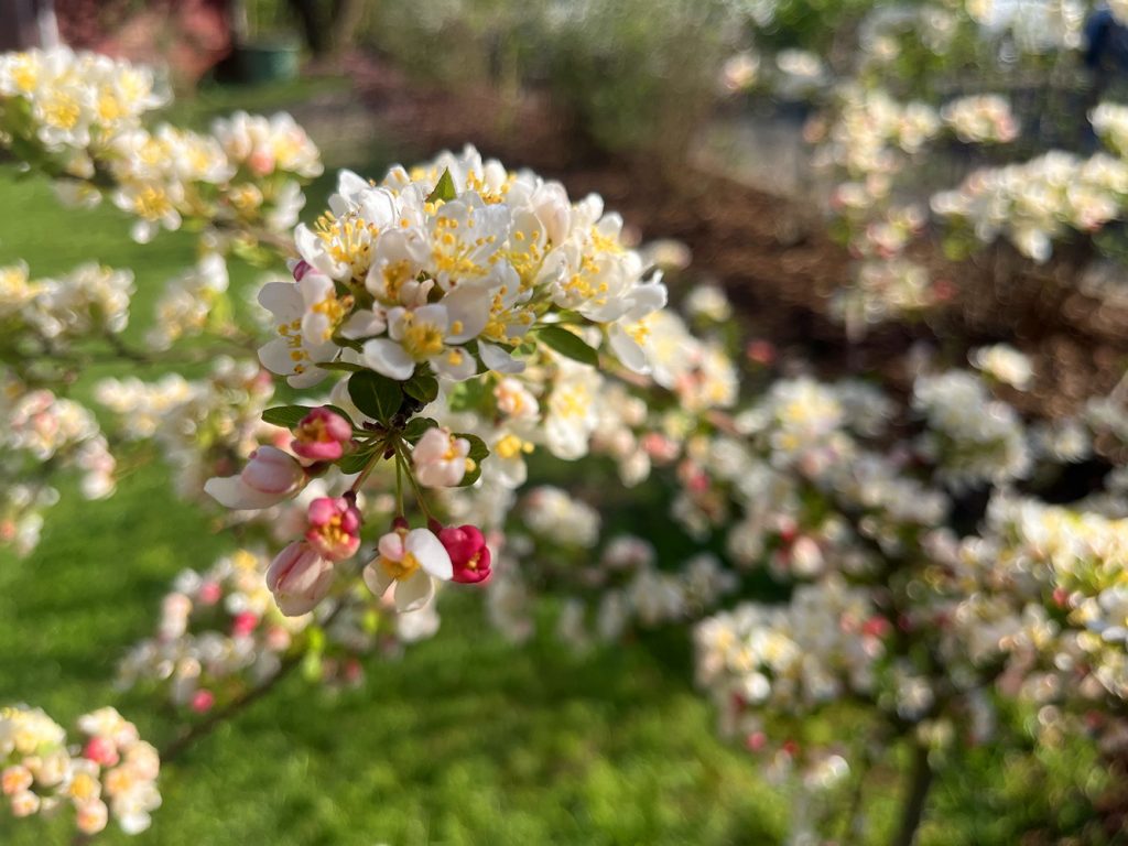 benbino, Gartenrückblick, Garten, Monatsrückblick, Reh, April, April 2026, Hallo April, Tschüss April