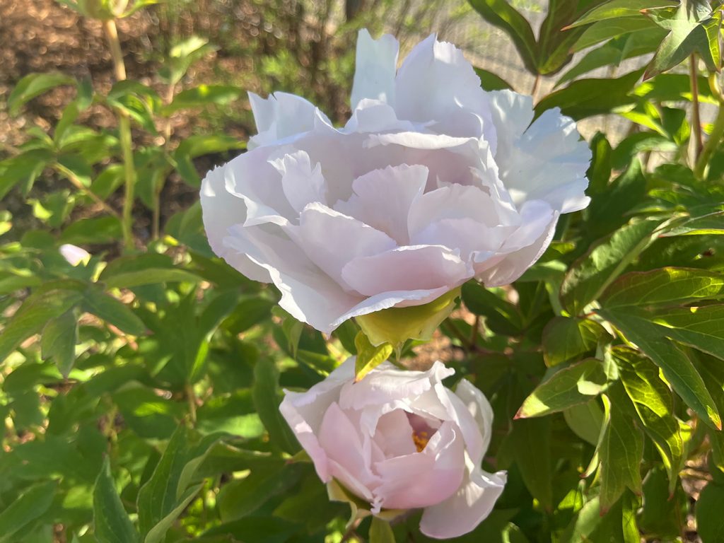 benbino, Gartenrückblick, Garten, Monatsrückblick, Reh, April, April 2026, Hallo April, Tschüss April