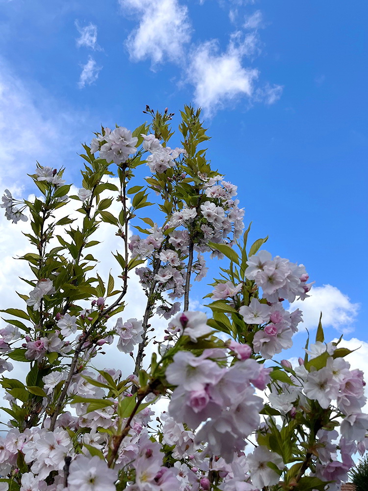 benbino, Gartenrückblick, Garten, Monatsrückblick, Reh, April, April 2026, Hallo April, Tschüss April