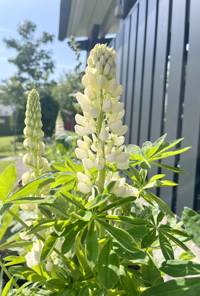benbino, Gartenrückblick, Garten, Monatsrückblick, Mai 2026, Hallo Mai, Tschüss Mai