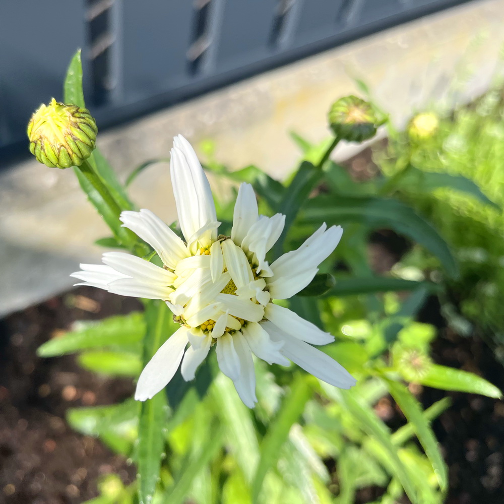 benbino, Gartenrückblick, Garten, Monatsrückblick, Mai 2026, Hallo Mai, Tschüss Mai