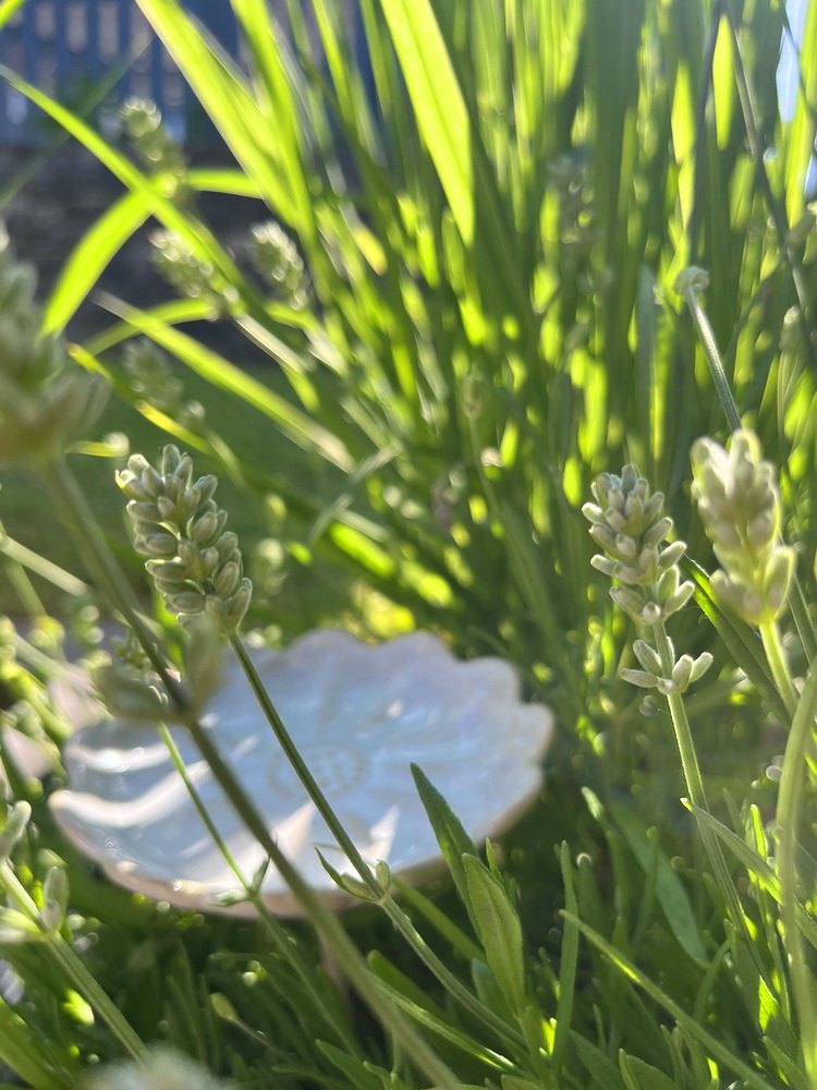 benbino, Gartenrückblick, Garten, Monatsrückblick, Mai 2026, Hallo Mai, Tschüss Mai