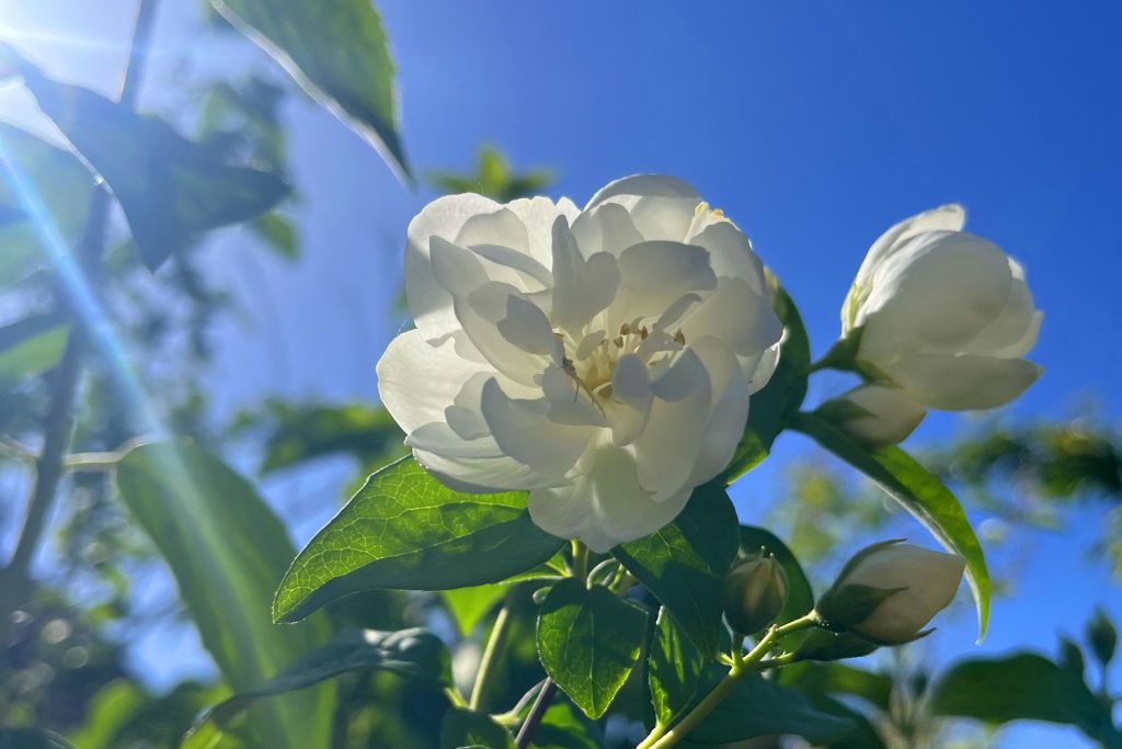 benbino, Gartenrückblick, Garten, Monatsrückblick, Mai 2026, Hallo Mai, Tschüss Mai