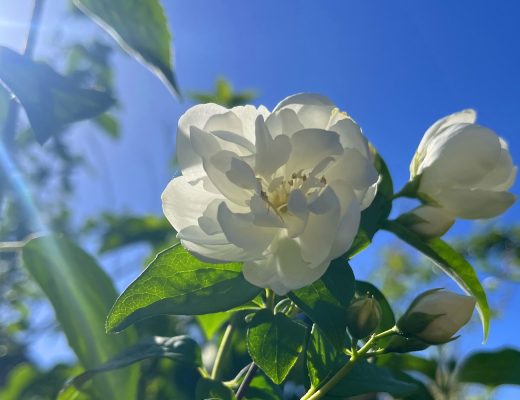 benbino, Gartenrückblick, Garten, Monatsrückblick, Mai 2026, Hallo Mai, Tschüss Mai
