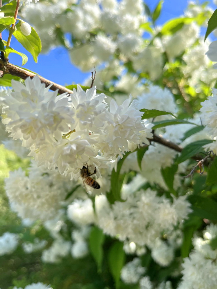 benbino, Gartenrückblick, Garten, Monatsrückblick, Mai 2026, Hallo Mai, Tschüss Mai