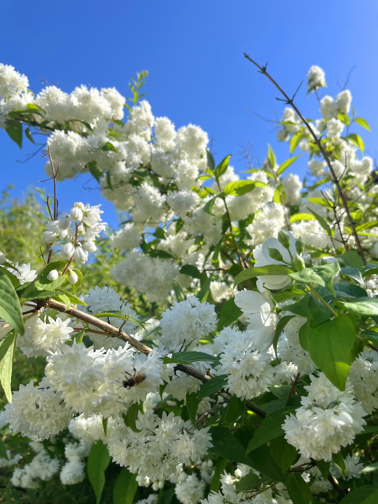 benbino, Gartenrückblick, Garten, Monatsrückblick, Mai 2026, Hallo Mai, Tschüss Mai