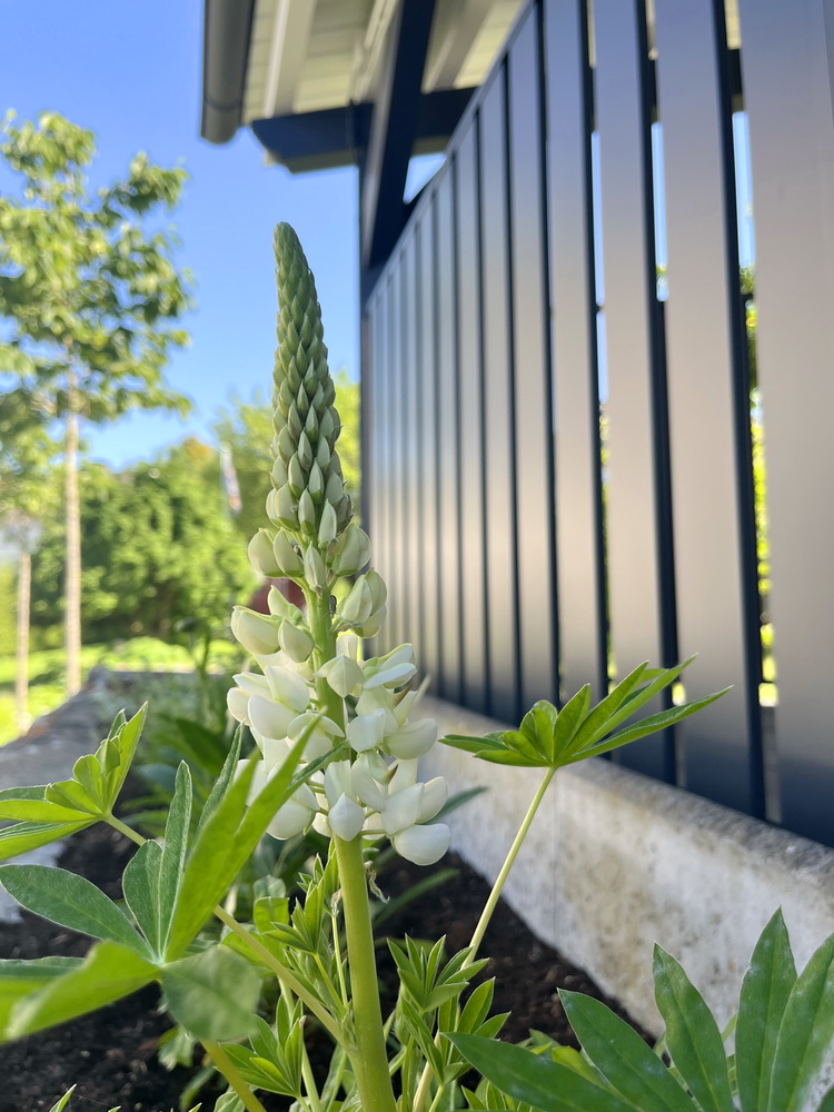 benbino, Gartenrückblick, Garten, Monatsrückblick, Mai 2026, Hallo Mai, Tschüss Mai