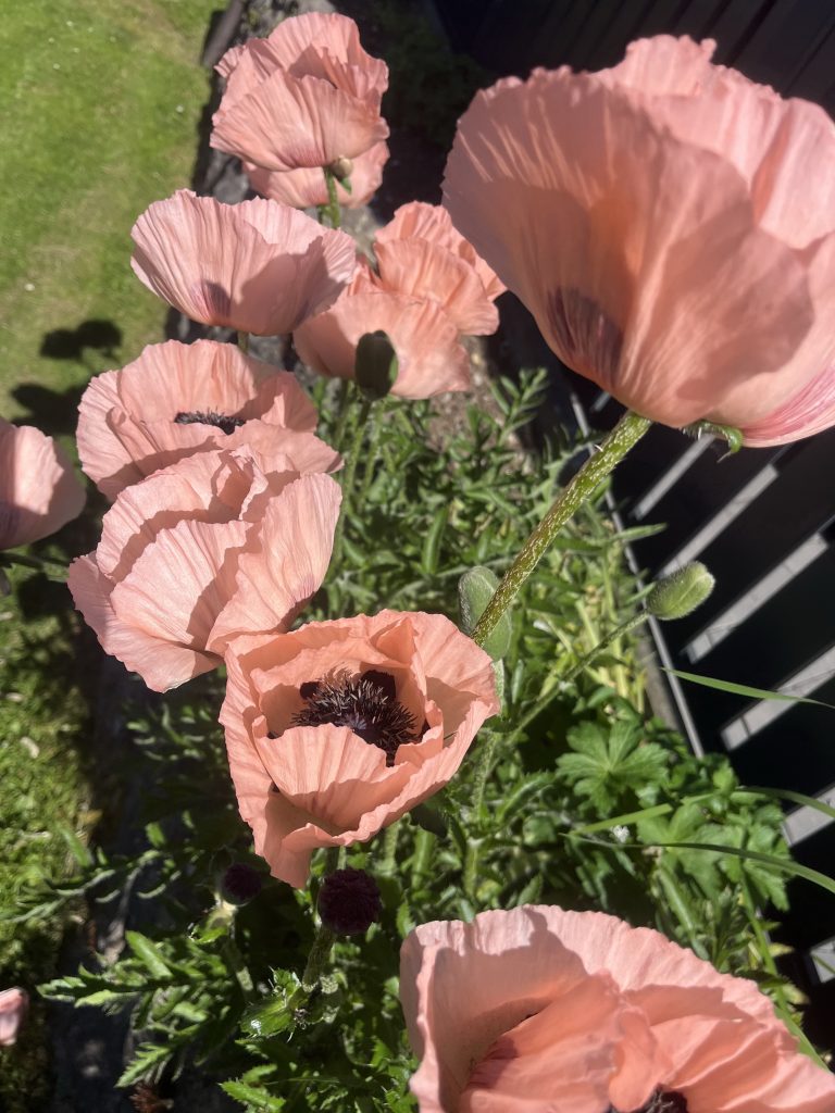 benbino, Gartenrückblick, Garten, Monatsrückblick, Mai 2026, Hallo Mai, Tschüss Mai