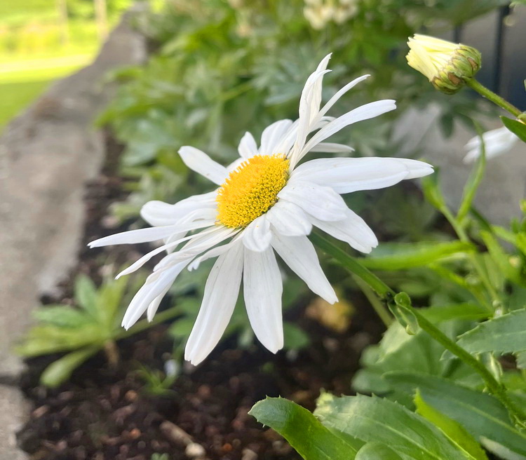 benbino, Monatsrückblick, Juli 2026, Tschüss Juni hallo Juli, Juli, Gartenmonat, Gartenmonat Juli 2026, Unser Garten im Juli 2026, Rückblick, Gartenrückblick
