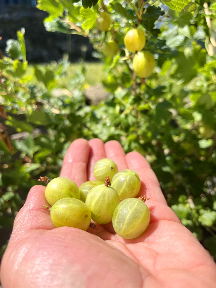 benbino, Monatsrückblick, Juli 2026, Tschüss Juni hallo Juli, Juli, Gartenmonat, Gartenmonat Juli 2026, Unser Garten im Juli 2026, Rückblick, Gartenrückblick