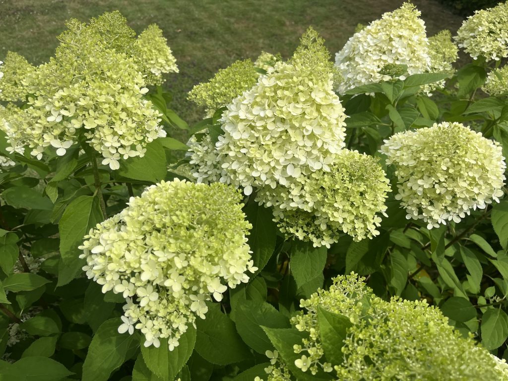 benbino, Monatsrückblick, Juli 2026, Tschüss Juni hallo Juli, Juli, Gartenmonat, Gartenmonat Juli 2026, Unser Garten im Juli 2026, Rückblick, Gartenrückblick
