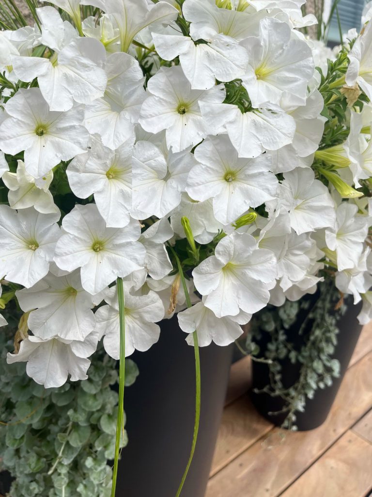 benbino, Monatsrückblick, Juli 2026, Tschüss Juni hallo Juli, Juli, Gartenmonat, Gartenmonat Juli 2026, Unser Garten im Juli 2026, Rückblick, Gartenrückblick