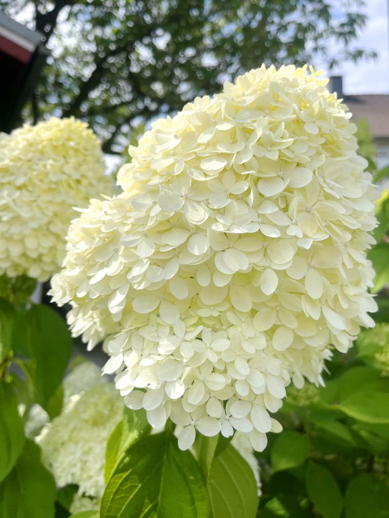 benbino, Monatsrückblick, Juli 2026, Tschüss Juni hallo Juli, Juli, Gartenmonat, Gartenmonat Juli 2026, Unser Garten im Juli 2026, Rückblick, Gartenrückblick