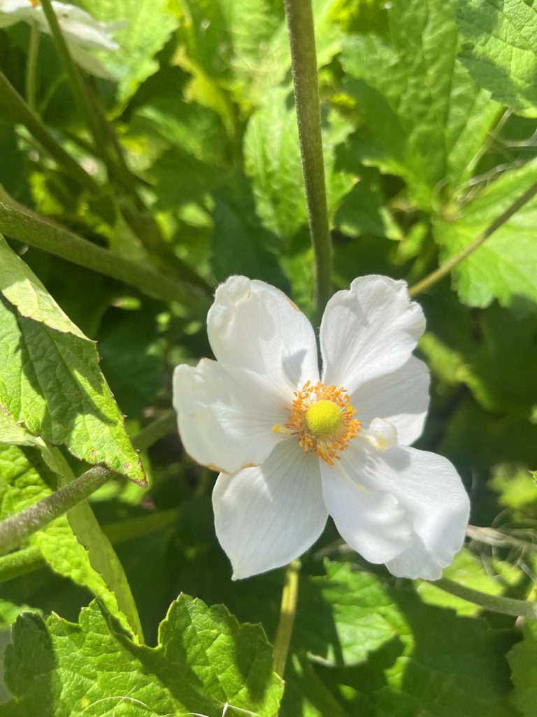 benbino, Monatsrückblick, Juli 2026, Tschüss Juni hallo Juli, Juli, Gartenmonat, Gartenmonat Juli 2026, Unser Garten im Juli 2026, Rückblick, Gartenrückblick