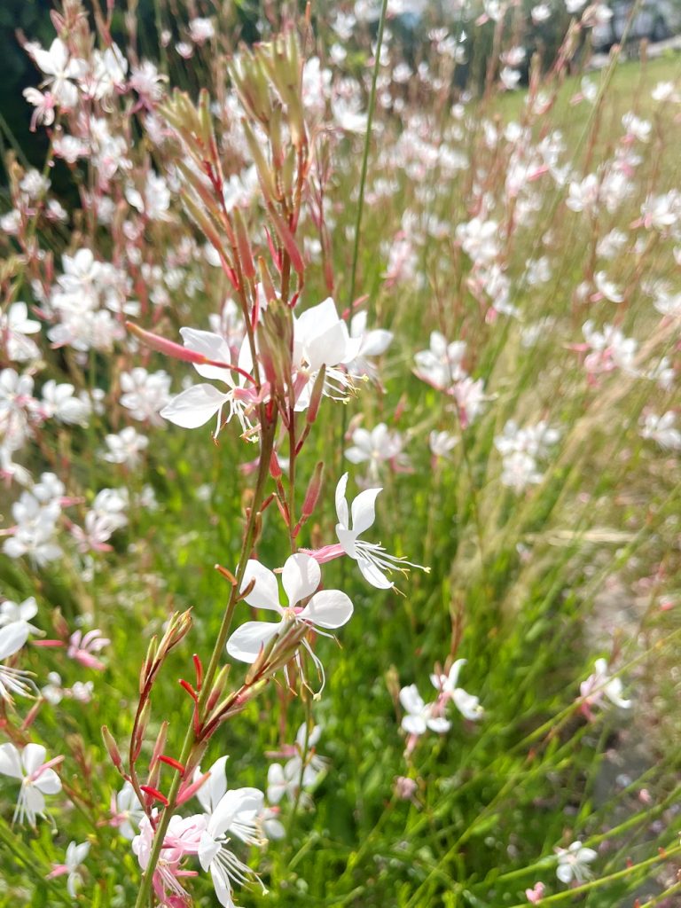 benbino, Monatsrückblick, Juli 2026, Tschüss Juni hallo Juli, Juli, Gartenmonat, Gartenmonat Juli 2026, Unser Garten im Juli 2026, Rückblick, Gartenrückblick