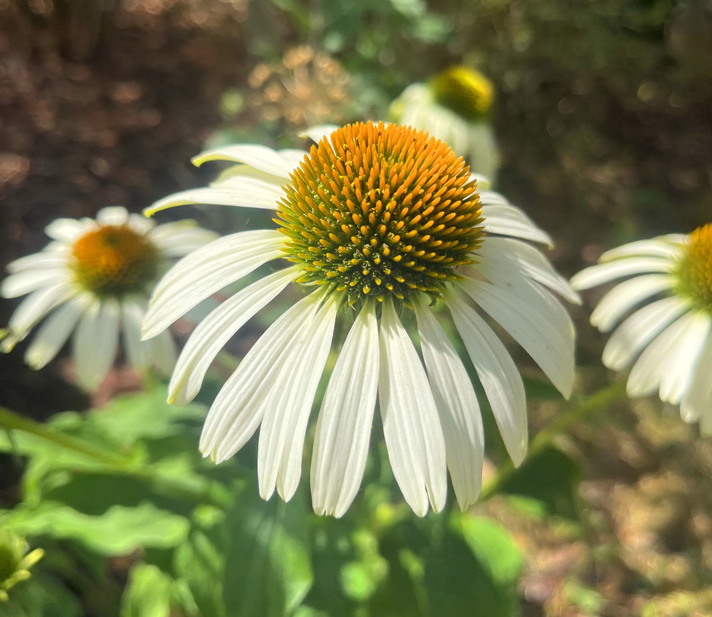 benbino, Monatsrückblick, Juli 2026, Tschüss Juni hallo Juli, Juli, Gartenmonat, Gartenmonat Juli 2026, Unser Garten im Juli 2026, Rückblick, Gartenrückblick
