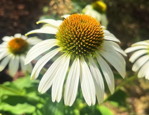 benbino, Monatsrückblick, Juli 2026, Tschüss Juni hallo Juli, Juli, Gartenmonat, Gartenmonat Juli 2026, Unser Garten im Juli 2026, Rückblick, Gartenrückblick