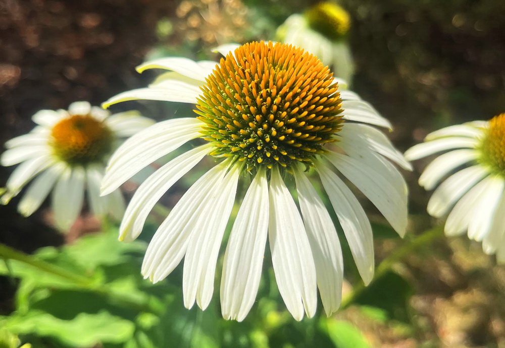 benbino, Monatsrückblick, Juli 2026, Tschüss Juni hallo Juli, Juli, Gartenmonat, Gartenmonat Juli 2026, Unser Garten im Juli 2026, Rückblick, Gartenrückblick