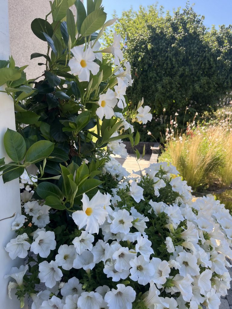 benbino, Monatsrückblick, Juli 2026, Tschüss Juni hallo Juli, Juli, Gartenmonat, Gartenmonat Juli 2026, Unser Garten im Juli 2026, Rückblick, Gartenrückblick