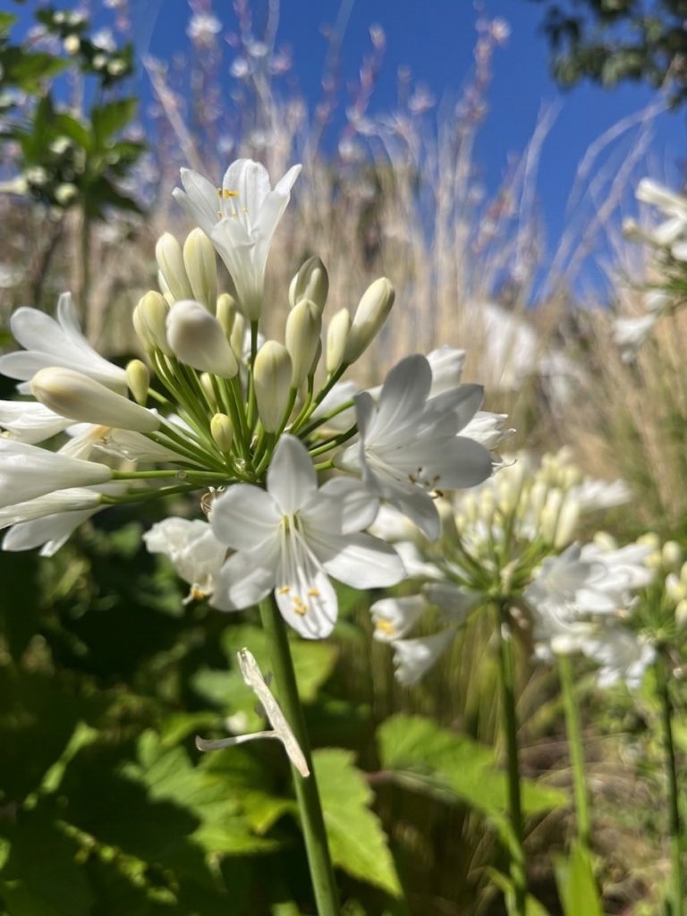 benbino, Monatsrückblick, Juli 2026, Tschüss Juni hallo Juli, Juli, Gartenmonat, Gartenmonat Juli 2026, Unser Garten im Juli 2026, Rückblick, Gartenrückblick