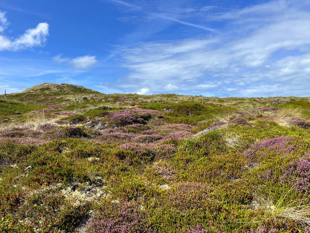 benbino Sylt 2026 Kupferkanne Heide Dünen, Ellenbogen, Mohnkuchen, Leuchtturm,