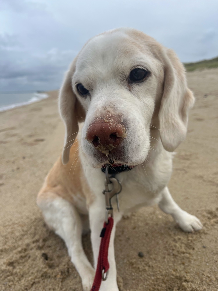 benbino Sylt 2026 Kupferkanne Heide Dünen, Ellenbogen, Mohnkuchen, Leuchtturm,