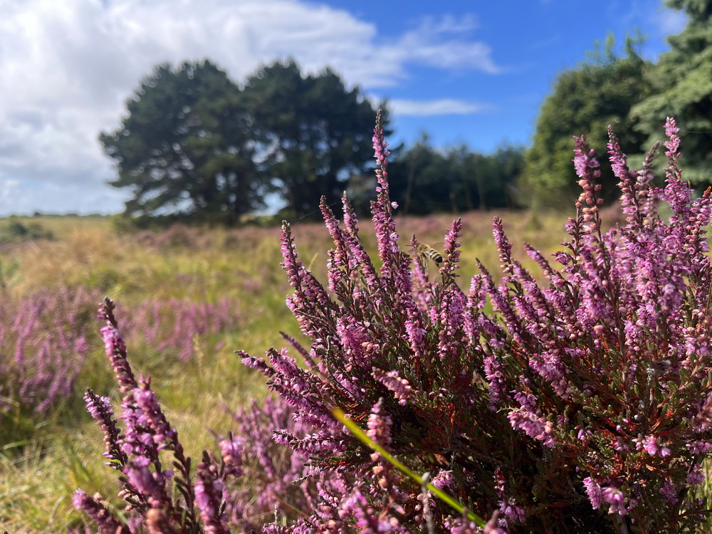 benbino Sylt 2026 Kupferkanne Heide Dünen, Ellenbogen, Mohnkuchen, Leuchtturm,