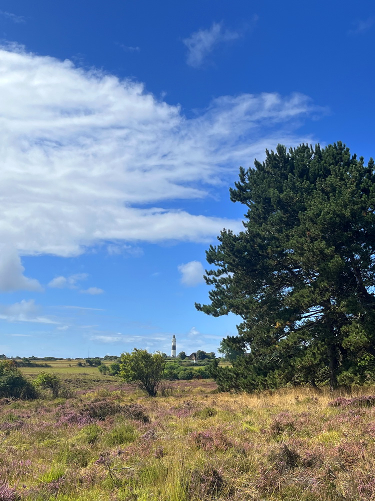 benbino Sylt 2026 Kupferkanne Heide Dünen, Ellenbogen, Mohnkuchen, Leuchtturm,