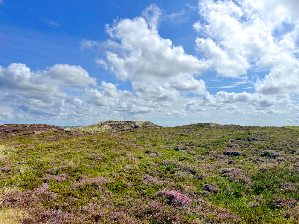 benbino Sylt 2026 Kupferkanne Heide Dünen, Ellenbogen, Mohnkuchen, Leuchtturm,