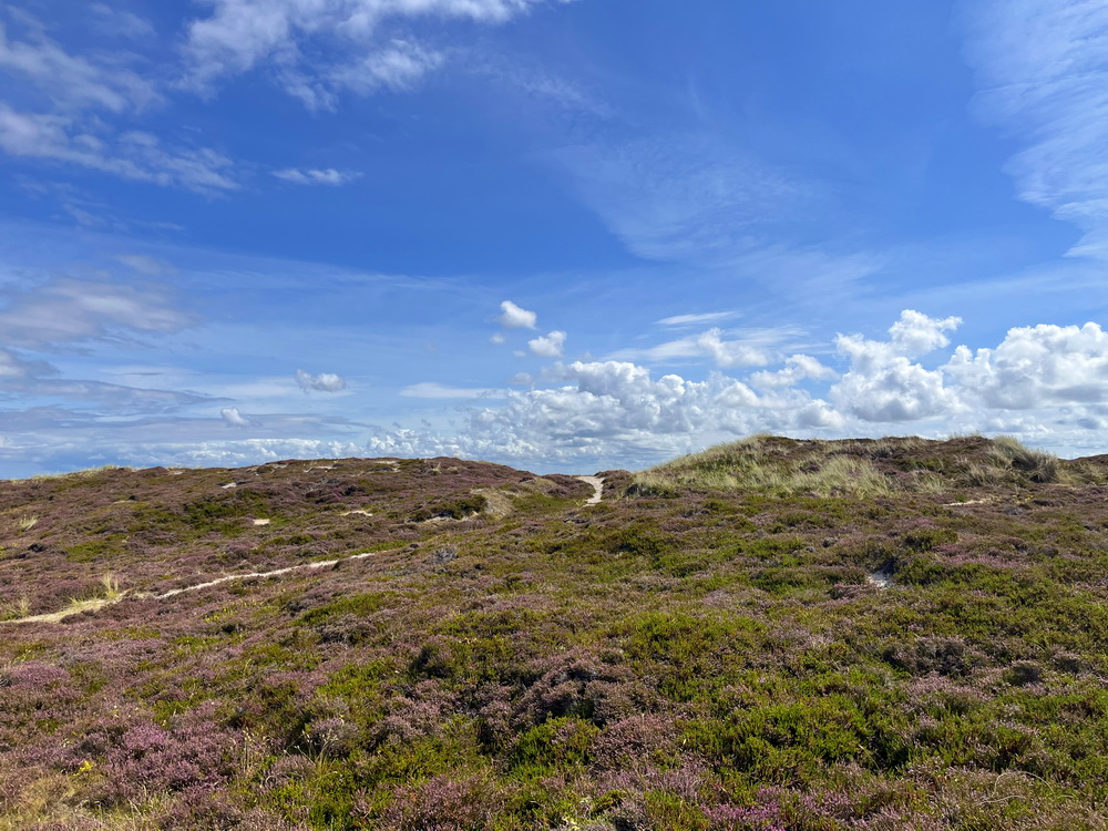 benbino Sylt 2026 Kupferkanne Heide Dünen, Ellenbogen, Mohnkuchen, Leuchtturm,